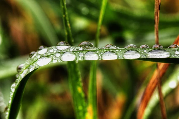 stock image Water Drop