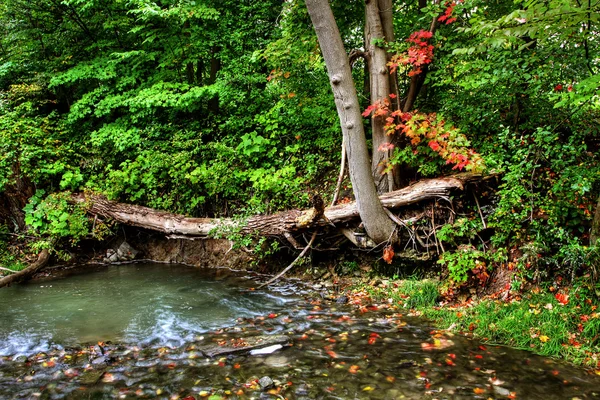 작은 숲 강 — 스톡 사진