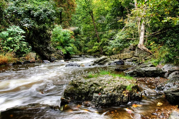 Дрібні лісові річка — стокове фото