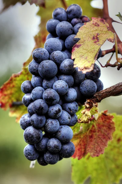Grape cluster with leaves — Stock Photo, Image