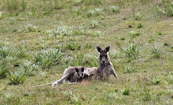 Australian Grey Kangaroo — Stock Photo, Image