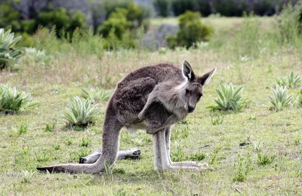 Ausztrál szürke óriáskenguru — Stock Fotó