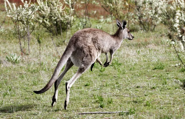 Avustralya gri kanguru — Stok fotoğraf
