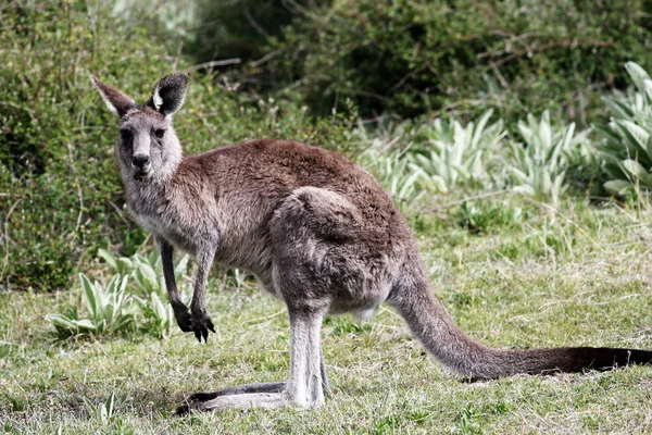 Australiska grå känguru — Stockfoto