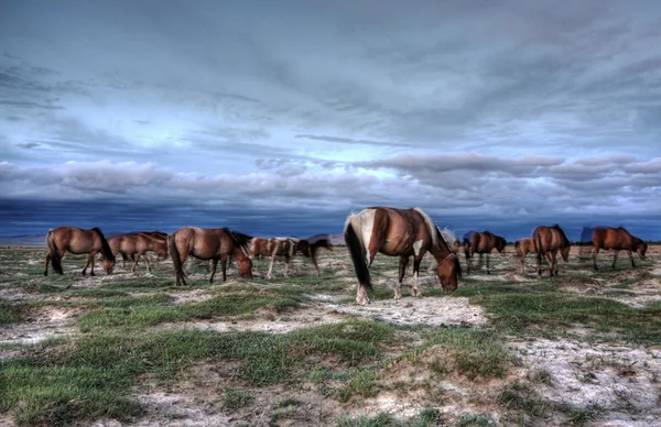 蒙古牧群动物 — 图库照片