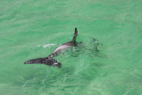 Delfín de nariz de botella — Foto de Stock