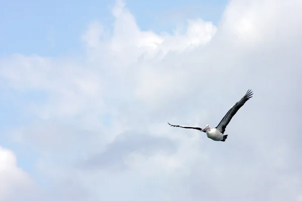 Avustralya pelikanı — Stok fotoğraf