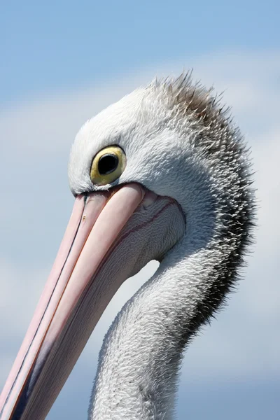 Australische pelikaan — Stockfoto