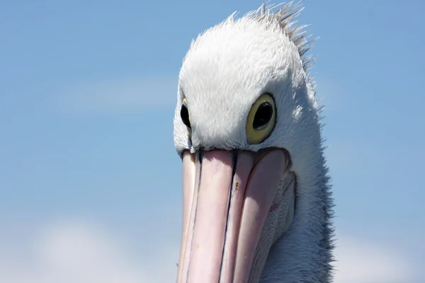 Австралийский пеликан — стоковое фото