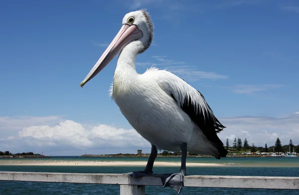 Australian Pelican — Stock Photo, Image