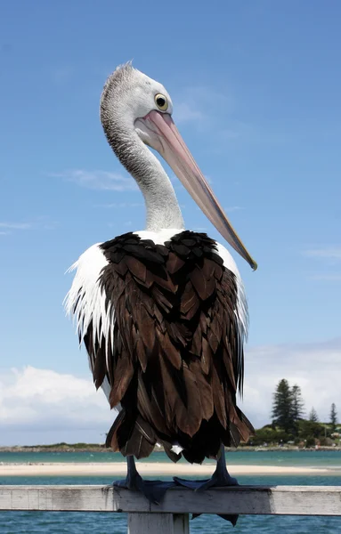 Pelícano australiano —  Fotos de Stock