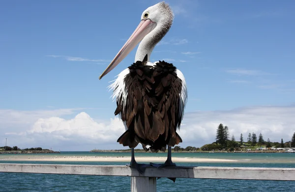 Pelícano australiano — Foto de Stock