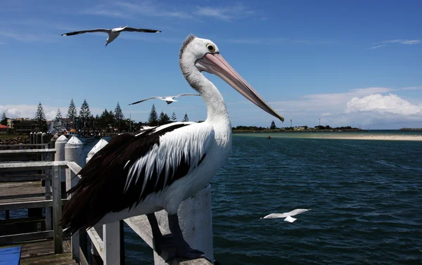 Pelican australiano — Foto Stock