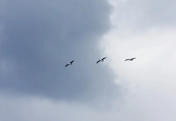 Avustralya pelikanı — Stok fotoğraf
