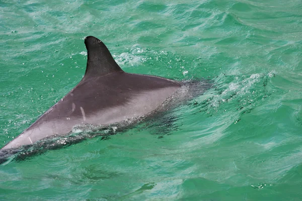 Bottle Nose Dolphin — Stock Photo, Image