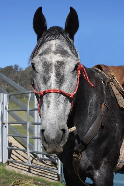 Ausztrál ló a bokor — Stock Fotó