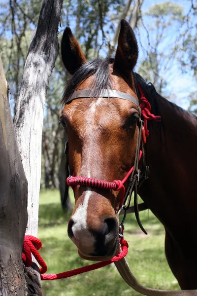 Australijski konia w buszu — Zdjęcie stockowe