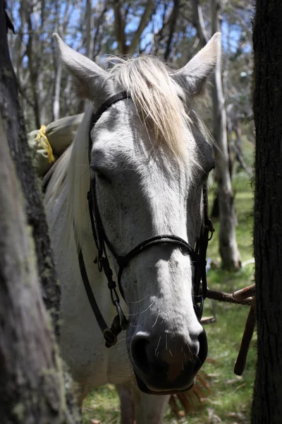 Cavalo Australiano no Bush — Fotografia de Stock