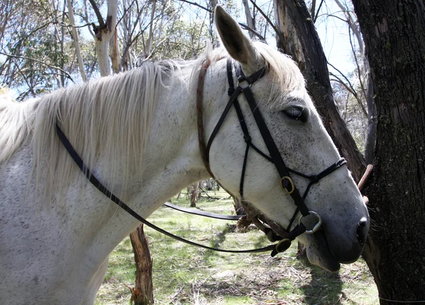 Australijski konia w buszu — Zdjęcie stockowe