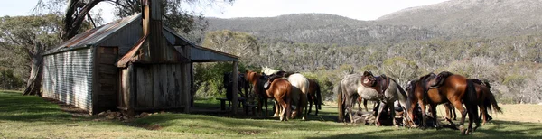 Gruppo di cavalli nell'entroterra — Foto Stock