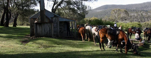 Grupp av hästar i vildmarken — Stockfoto