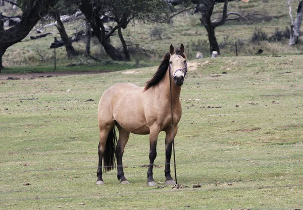 Australische paard in de bush — Stockfoto