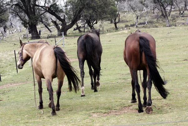 Hästar i vildmarken — Stockfoto