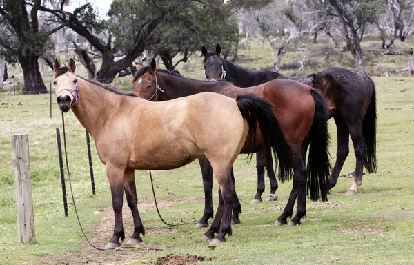 Hästar i vildmarken — Stockfoto