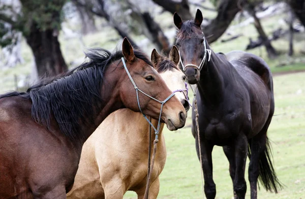 Paarden in de outback — Stockfoto