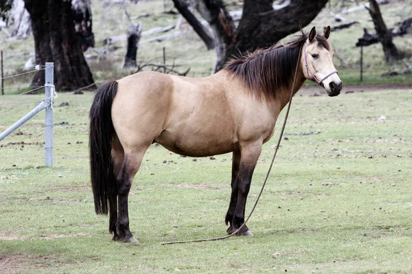 Австралійський коня в кущах — стокове фото