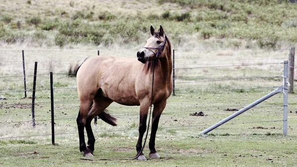 Konie w ten outback — Zdjęcie stockowe