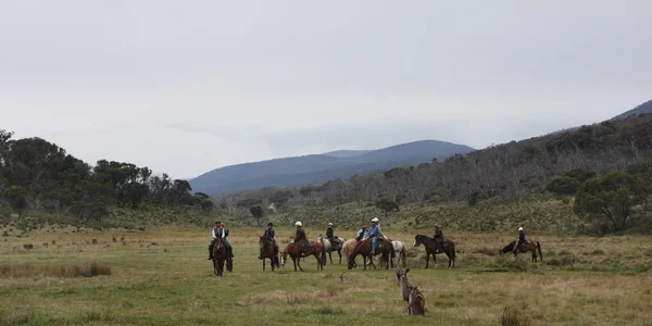 骑着马在内陆地区的组 — 图库照片