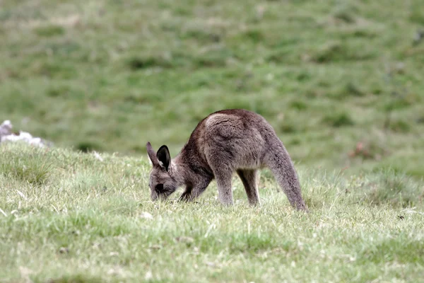 Australische grijs kangoeroe — Stockfoto