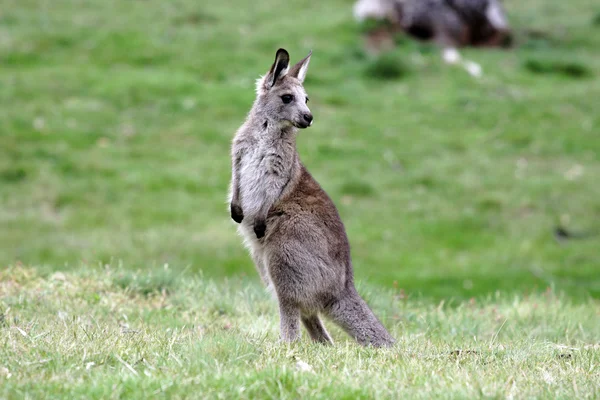 호주 회색 캥거루 — 스톡 사진