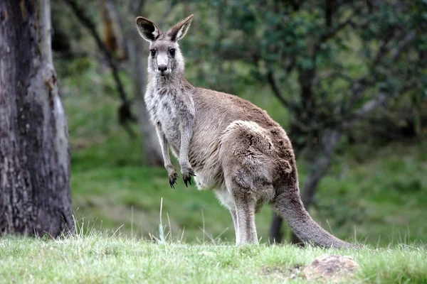 Canguro gris australiano — Foto de Stock
