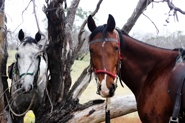 ブッシュのオーストラリアの馬 — ストック写真