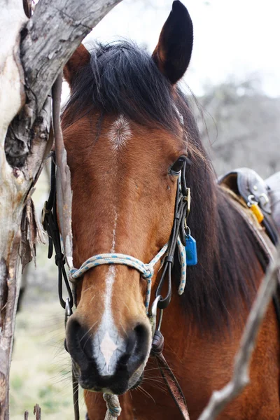 Австралийская лошадь в Буше — стоковое фото