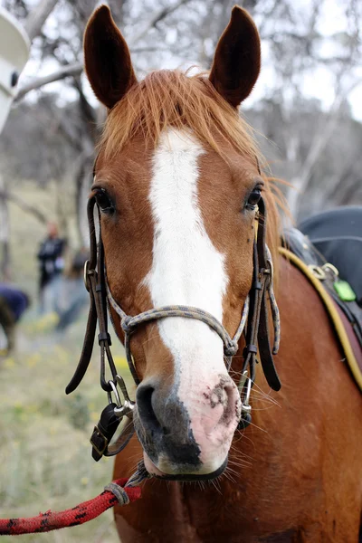 Австралийская лошадь в Буше — стоковое фото