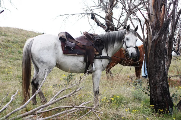 Koně v buši — Stock fotografie