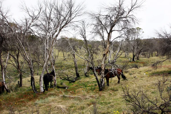 Paarden in de outback — Stockfoto