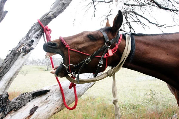 Koně v buši — Stock fotografie