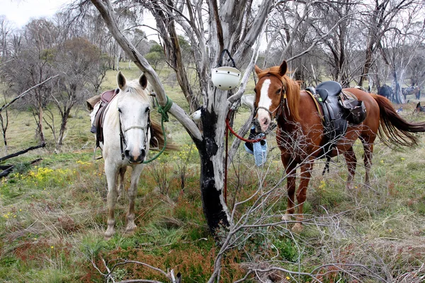 Australiensisk häst i bushen — Stockfoto