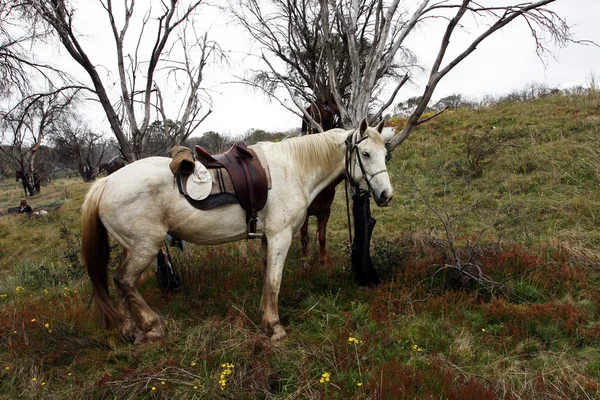 Australisches Pferd im Busch — Stockfoto
