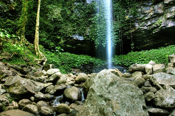 健康雨林中多里戈 — 图库照片