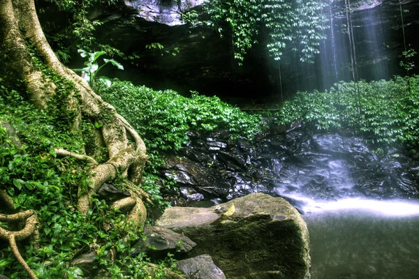 ジョージウッドで健康的な熱帯雨林 — ストック写真