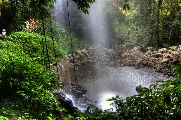 Zdrowe lasy deszczowe w dorigo — Zdjęcie stockowe