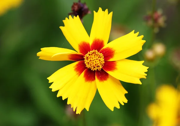 stock image Brightly red and yellow flowe