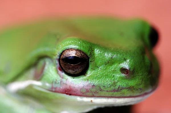 A green tree frog — Stock Photo, Image