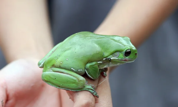 A green tree frog — Stock Photo, Image
