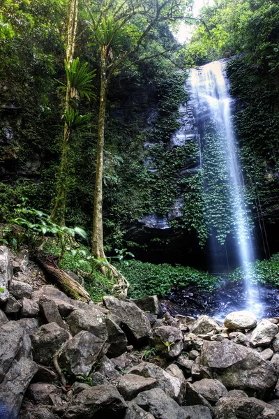 Floresta tropical saudável em Dorigo — Fotografia de Stock
